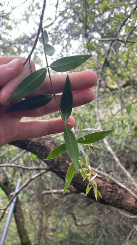 Blepharocalyx salicifolius, 2026-10-01