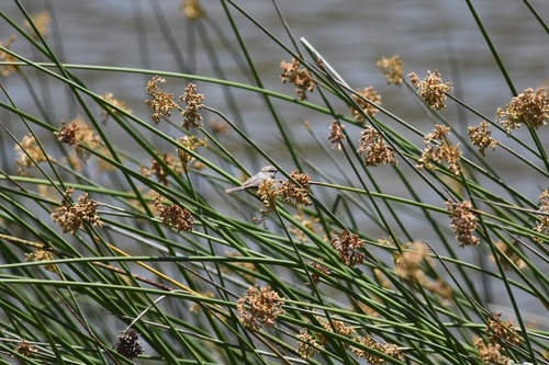 Schoenoplectus californicus
