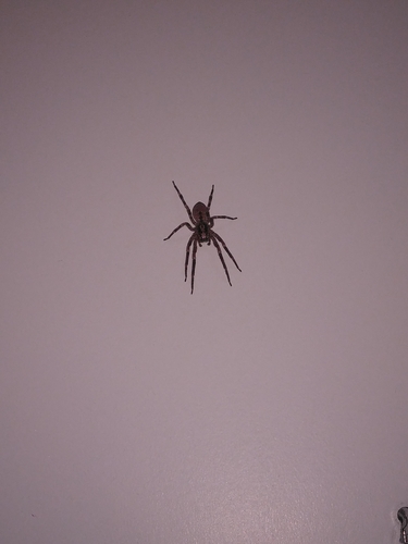 Mediterranean Spiny False Wolf Spider