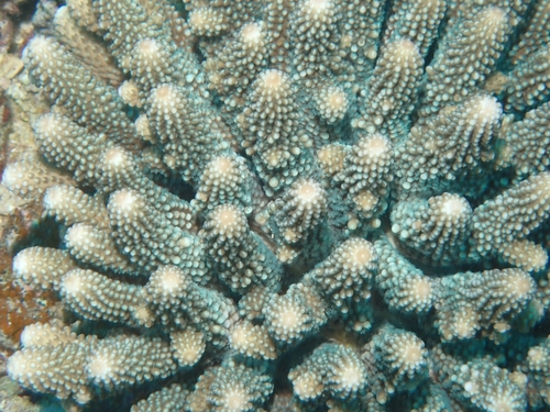 Acropora humilis observed 2026-09-30