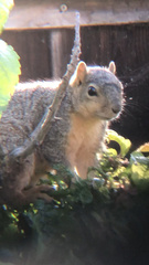 Sciurus niger