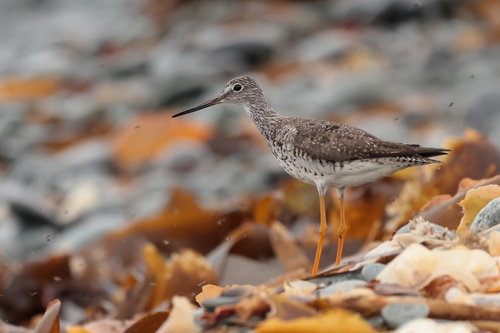 Greater Yellowlegs