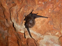 Peropteryx macrotis