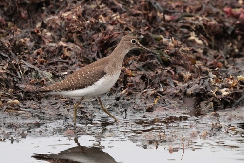 Solitary Sandpiper