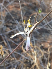 Chlorogalum grandiflorum