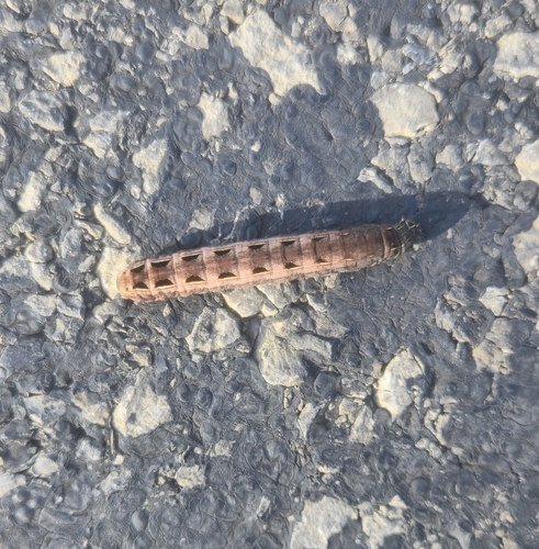 Large Yellow Underwing