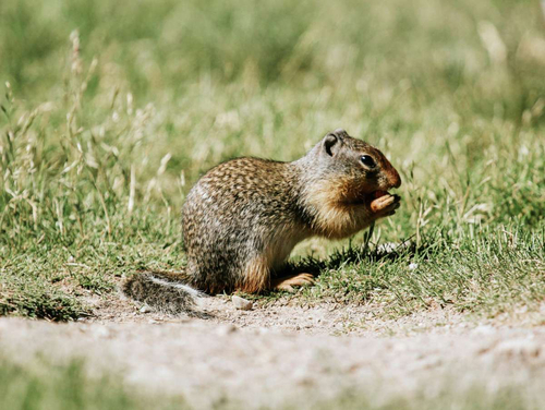 Columbian Ground Squirrel observed by jim-2025
