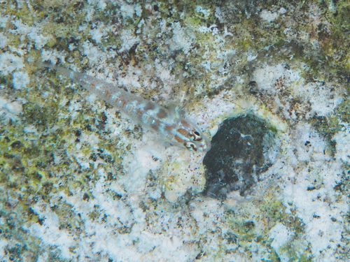 Eviota albolineata observed 2026-09-30
