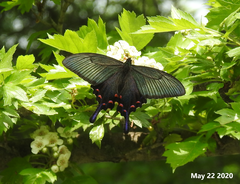 Papilio dehaanii