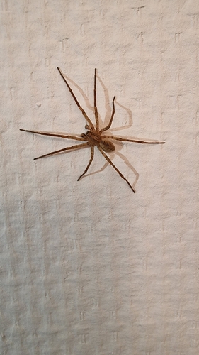 Mediterranean Spiny False Wolf Spider