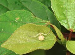 Ebrechtella pseudovatia