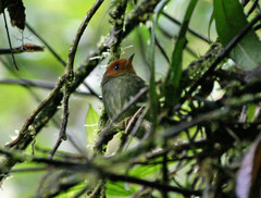 Pseudotriccus ruficeps