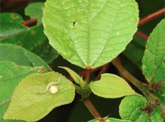 Ebrechtella pseudovatia