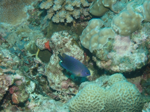 Pomacentrus vaiuli observed 2026-09-30