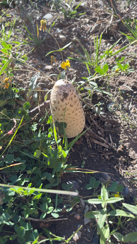 Shaggy Mane