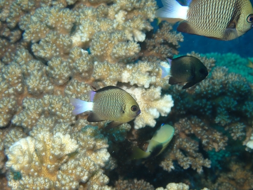 Dascyllus reticulatus observed 2026-09-30