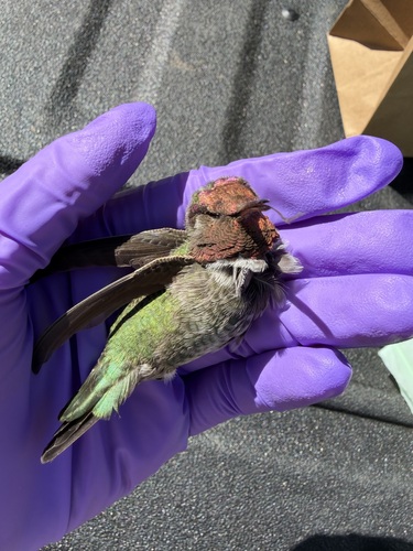 Anna's Hummingbird
