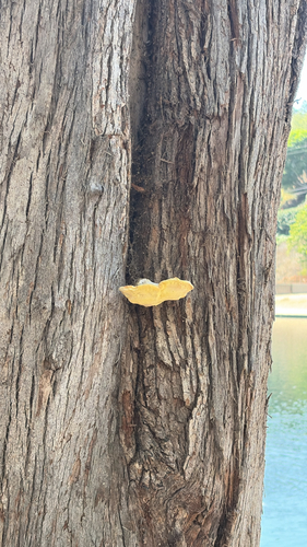 Western Hardwood Sulphur Shelf