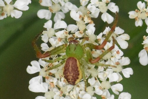 Eurasian Green Crab Spider