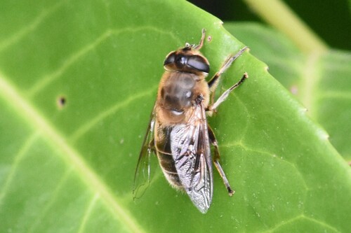 Common Drone Fly