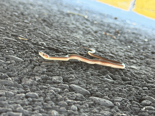 Common Garter Snake