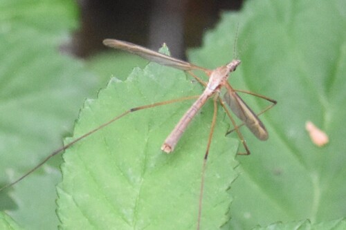 European Crane Fly