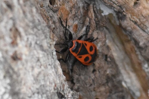 European Firebug