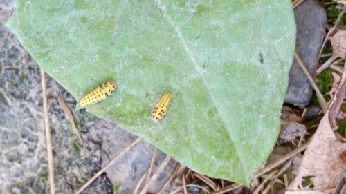 22-spot Ladybird