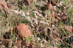 Cymbopogon bombycinus