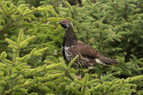 Spruce Grouse