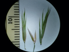 Melica subulata