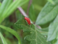Coccobaphes frontifer