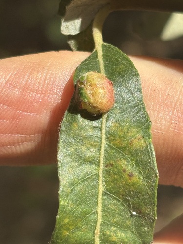 Willow Apple Gall Sawfly