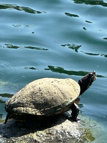 Pond Slider