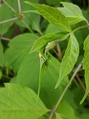 Contarinia negundinis