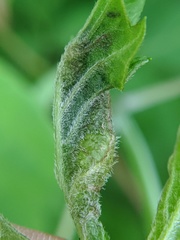 Contarinia negundinis