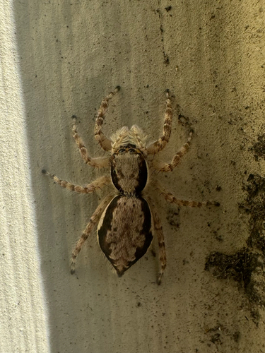 Gray Wall Jumping Spider