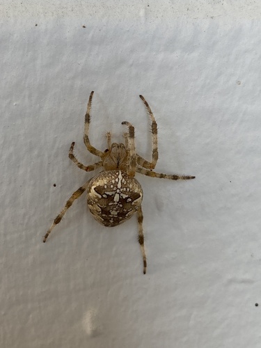 Cross Orbweaver