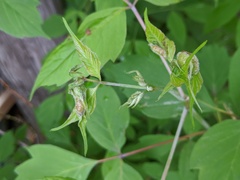 Contarinia negundinis