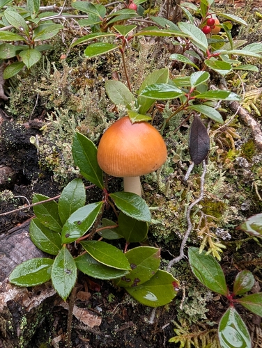 amanita mushrooms