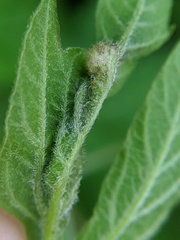 Contarinia negundinis