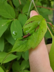 Contarinia negundinis