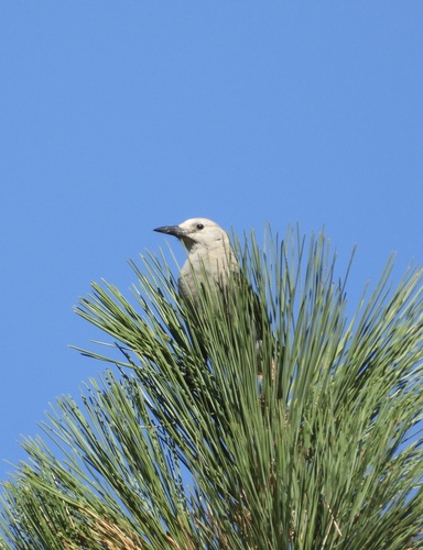 Clark's Nutcracker