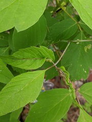 Contarinia negundinis