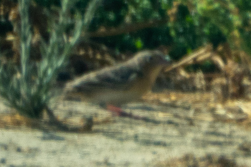 Grasshopper Sparrow