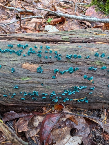 Chlorociboria