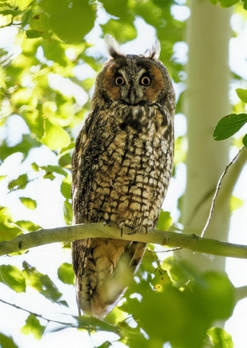 Long-eared Owl