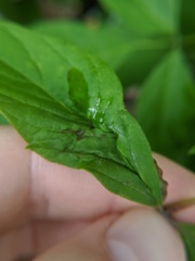 Contarinia negundinis