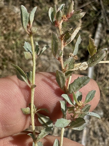berry saltbush