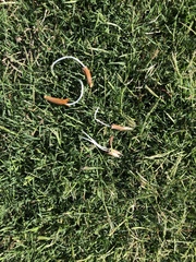Conocybe deliquescens